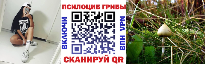 цены   Бабушкин  Псилоцибиновые грибы мицелий 